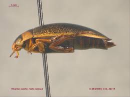 Attēlu rezultāti vaicājumam “Rhantus frontalis”