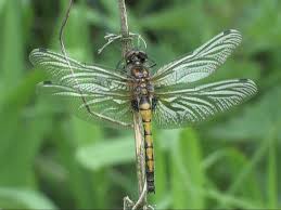 Attēlu rezultāti vaicājumam “Leucorrhinia pectoralis”