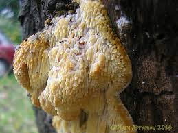 Attēlu rezultāti vaicājumam “Sarcodontia crocea”