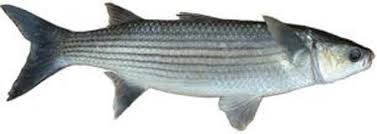 Image result for Chelon dumerili