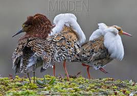 Attēlu rezultāti vaicājumam “Philomachus pugnax”