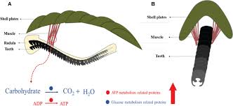 Attēlu rezultāti vaicājumam “Radula complanata sporophyte”