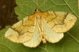 Attēlu rezultāti vaicājumam “Eulithis mellinata”