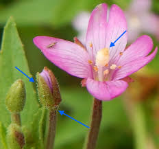 Attēlu rezultāti vaicājumam “Epilobium hirsutum flower”