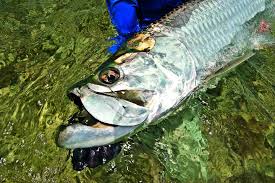 Image result for Megalops atlanticus