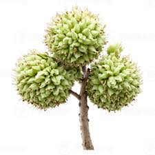 Attēlu rezultāti vaicājumam “Corylus avellana leaf”