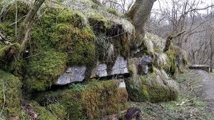 Attēlu rezultāti vaicājumam “Platydictya jungermannioides macro”