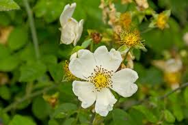 Attēlu rezultāti vaicājumam “Rubus caesius flower”