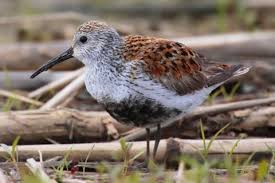Attēlu rezultāti vaicājumam “Calidris alpina”