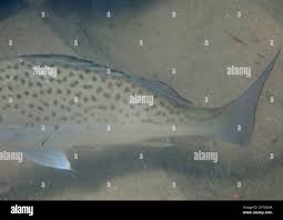 Image result for Pomadasys commersonnii