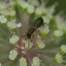 Attēlu rezultāti vaicājumam “Chrysanthia geniculata”