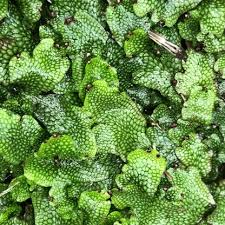 Attēlu rezultāti vaicājumam “Conocephalum conicum”