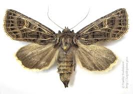 Attēlu rezultāti vaicājumam “Tholera decimalis male”