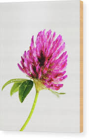 Attēlu rezultāti vaicājumam “Trifolium pratense flower”