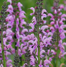 Image result for Salvia pratensis