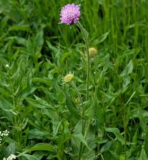 Image result for Knautia dipsacifolia