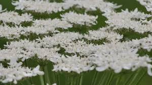 Attēlu rezultāti vaicājumam “Heracleum sosnowskyi flower”
