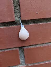 Attēlu rezultāti vaicājumam “Lycogala persicum spores”