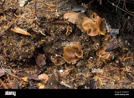 Attēlu rezultāti vaicājumam “Peziza repanda”