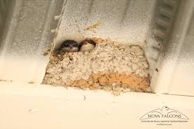 Attēlu rezultāti vaicājumam “Delichon urbicum nest”