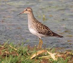 Image result for Calidris melanotos
