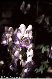 Image result for Aconitum napellus