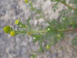 Attēlu rezultāti vaicājumam “Matricaria discoidea leaf”