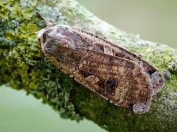 Attēlu rezultāti vaicājumam “Noctua pronuba”