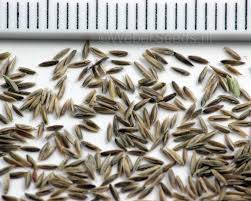 Attēlu rezultāti vaicājumam “Poa trivialis flower”