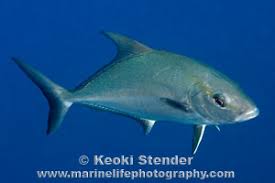 Image result for Seriola rivoliana