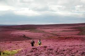 Attēlu rezultāti vaicājumam “Calluna vulgaris flower”