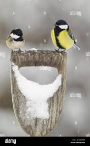 Attēlu rezultāti vaicājumam “Periparus ater adult”