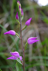 Attēlu rezultāti vaicājumam “Cephalanthera rubra flower”