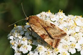 Attēlu rezultāti vaicājumam “Cryptocala chardinyi”