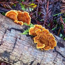 Attēlu rezultāti vaicājumam “Stereum hirsutum”