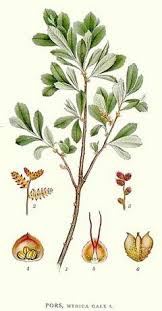 Attēlu rezultāti vaicājumam “Myrica gale fruit”