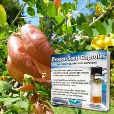 Image result for Colutea arborescens