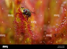 Attēlu rezultāti vaicājumam “Drosera anglica leaf”
