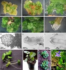 Attēlu rezultāti vaicājumam “Viola uliginosa”