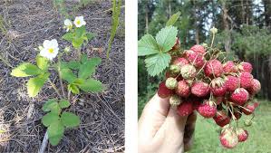 Attēlu rezultāti vaicājumam “Fragaria viridis fruit”