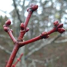 Attēlu rezultāti vaicājumam “Acer saccharinum bud”