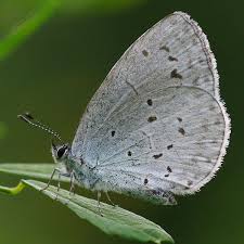 Attēlu rezultāti vaicājumam “Celastrina argiolus”