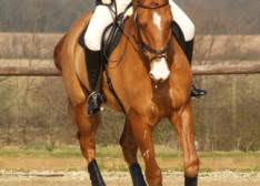 Image result for Abinger Forest Riding Club