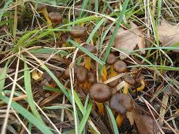 Attēlu rezultāti vaicājumam “Cantharellus lutescens”