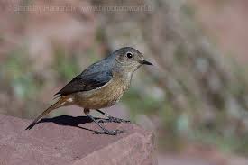 Image result for Phoenicurus moussieri