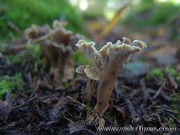 Attēlu rezultāti vaicājumam “Pseudocraterellus”