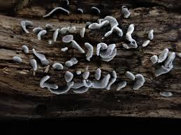 Attēlu rezultāti vaicājumam “Physarum bivalve”