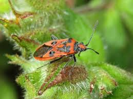 Attēlu rezultāti vaicājumam “Corizus hyoscyami”