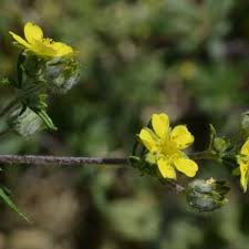 Attēlu rezultāti vaicājumam “Potentilla argentea bud”
