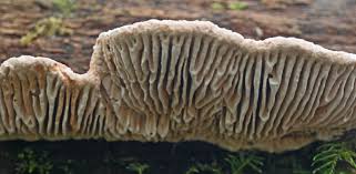 Attēlu rezultāti vaicājumam “Daedalea quercina”